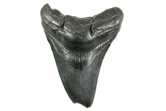 Fossil Megalodon Tooth - South Carolina #365780